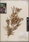 Foto von Salix fluviatilis Nutt.